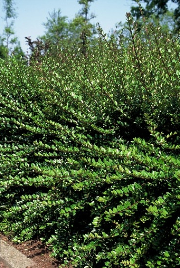 Lonicera nitida Elegant - Kamperfoelie