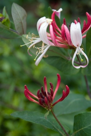 Lonicera periclymenum 'Belgica' - Kamperfoelie