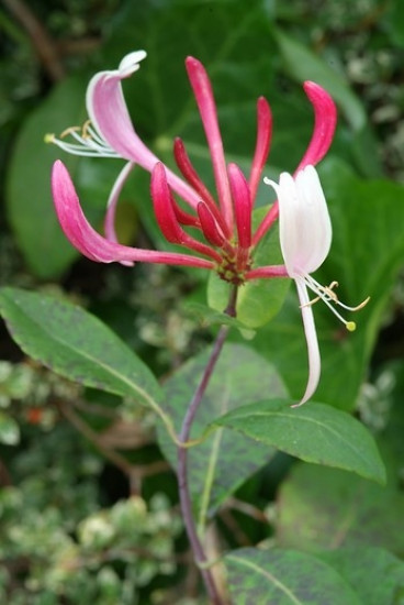 Kamperfoelie - Lonicera per. 'Serotina'