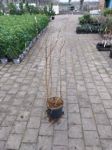 Lonicera Winter Beauty - Struik kamperfoelie