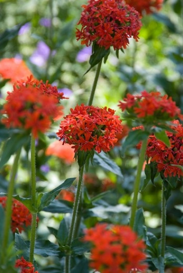 Lychnis chalcedonica - Brandende liefde