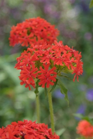 Lychnis arkwrightii Vesuvius - Koekoeksbloem - 