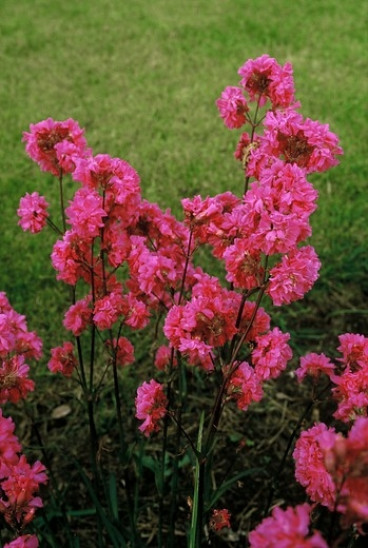 Lychnis viscaria Splendens - Rode pekanjer 