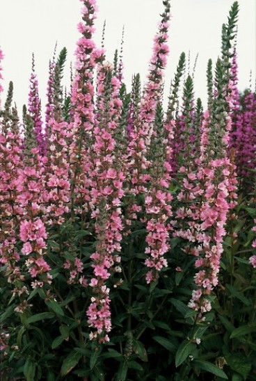 Lythrum salicaria “Blush” - Kattenstaart