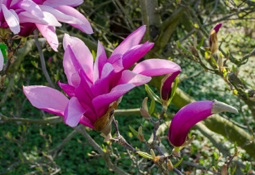 Magnolia Betty | Beverboom