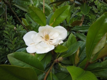 Magnolia grandiflora ferruginea ( groenblijvend ) 
