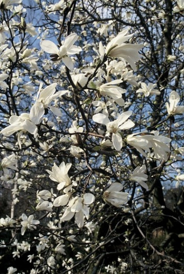 Magnolia Kobus | Beverboom