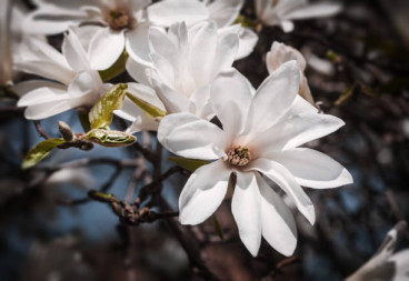 Magnolia kobus - Beverboom - boom