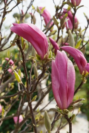 Magnolia lilliflora Nigra - Beverboom - Struik