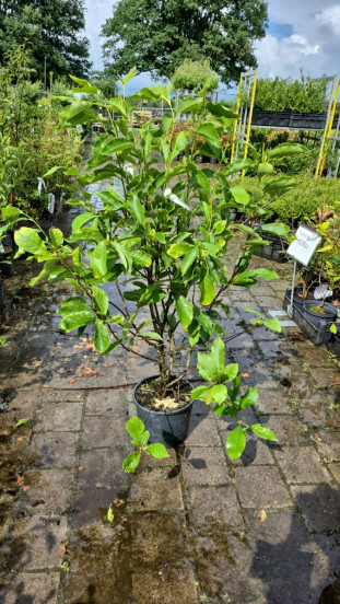Magnolia soulangeana 