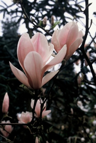 Magnolia - Magnolia soulangeana - boom