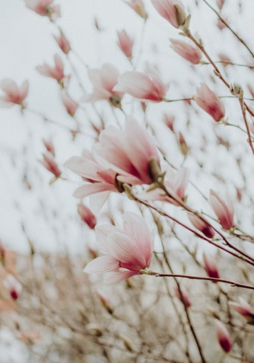 Magnolia stellata - Stermagnolia