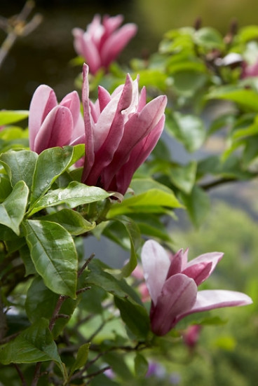 Magnolia Susan - Beverboom