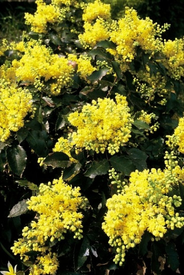 Mahonia aquifolium | Mahoniestruik