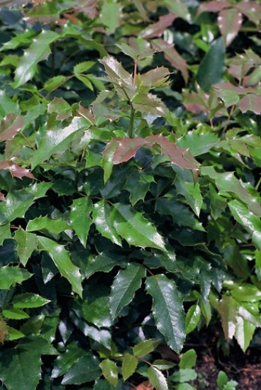 Mahonia aq. 'Atropurpurea' - Mahoniestruik