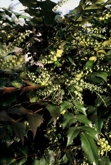 Mahonia japonica Hivernant | Mahoniestruik