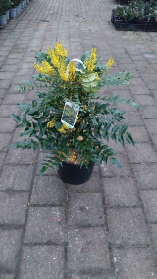 Mahonia media Winter Sun