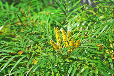 Mahonia media Winter Sun