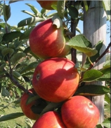 Malus Braeburn - Appelboom