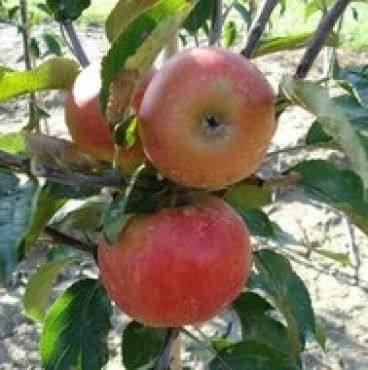 Malus Elstar - Appelboom