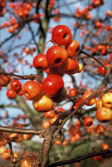 Malus 'Evereste' - Sierappel - boom