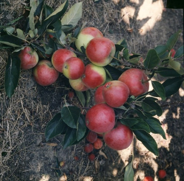 Malus Gloster - Appelboom