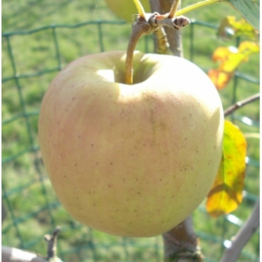 Malus Golden Delicious - Appelboom