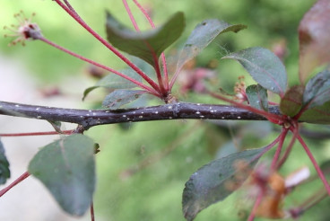 Malus Liset - Sierappel - boom