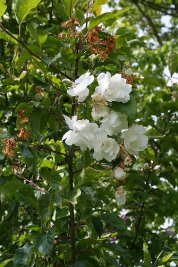 Malus sylvestris - Wilde appel 