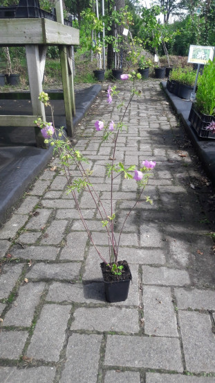 Malva moschata 'Rosea' - Muskuskaasjeskruid