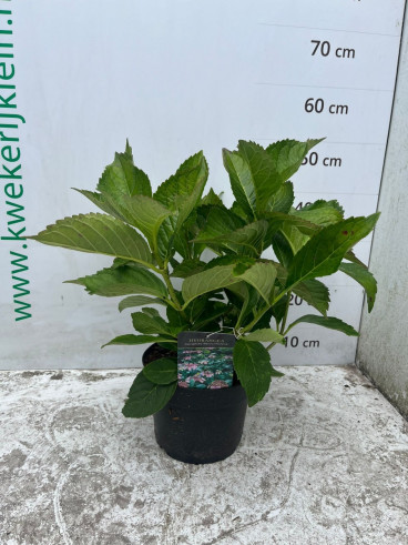 Hydrangea macr. Mariesii Perfecta - Bolhortensia