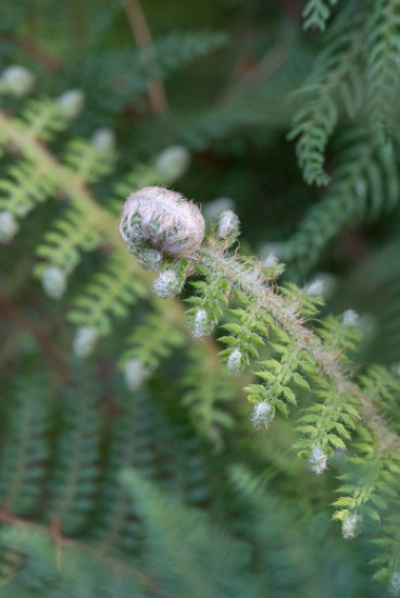 Bekervaren - Matteuccia struthiopteris