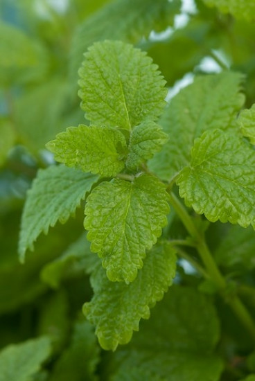 Mentha piperita - Pepermunt - 