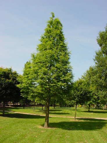 Moerascipres - Metasequoia glyptostroboidus - boom