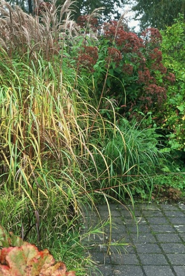 Prachtriet - Miscanthus sinensis Morning light. 