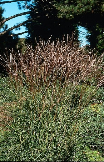 Miscanthus sinensis “Kleine Silberspinne”  - Prachtriet