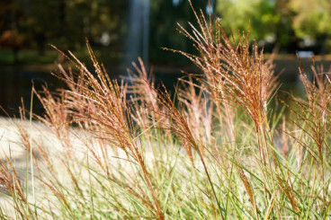 Miscanthus Red Chief - Prachriet