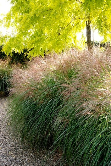 Prachtriet - Miscanthus sinensis 'Adagio'