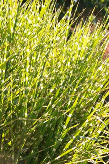 Prachtriet - Miscanthus sinensis 'Little Zebra'