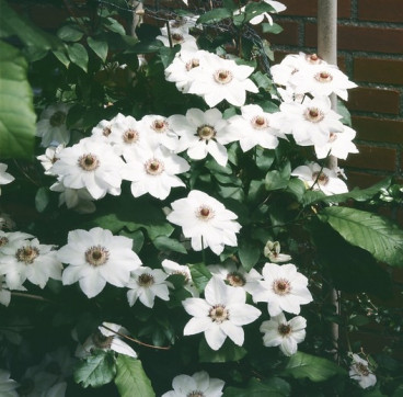 Clematis 'Miss Bateman'