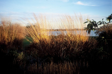 Pijpenstrootje - Molinia arundinacea Windspiel