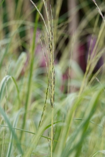 Pijpestrootje - Molinia caerulea 'Variegata'