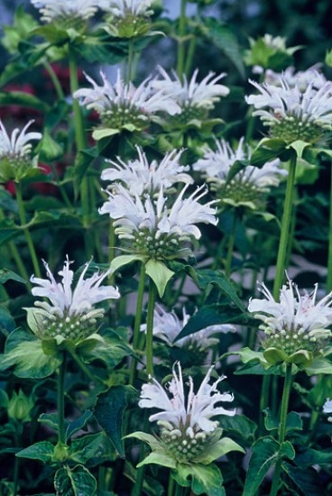 Monarda Schneewittchen - Bergamot -