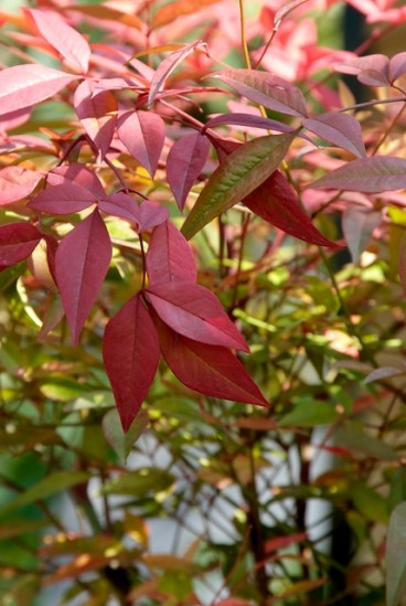 Nandina domestica Firepower | Hemelse Bamboe