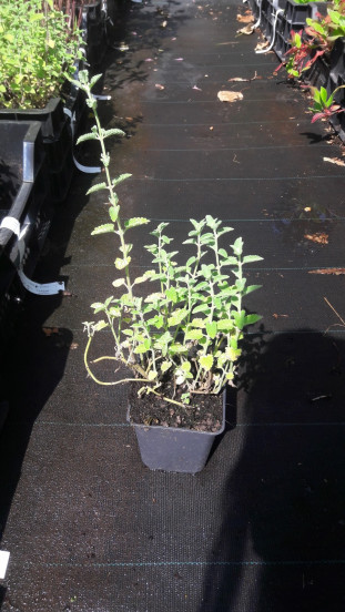 Nepeta racemosa 'Little Titch' - Kattenkruid - 