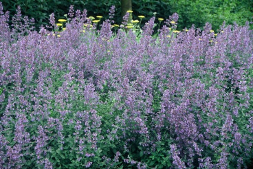 Nepeta faassenii - Kattenkruid