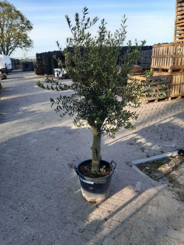 Olea europea - Olijfboom