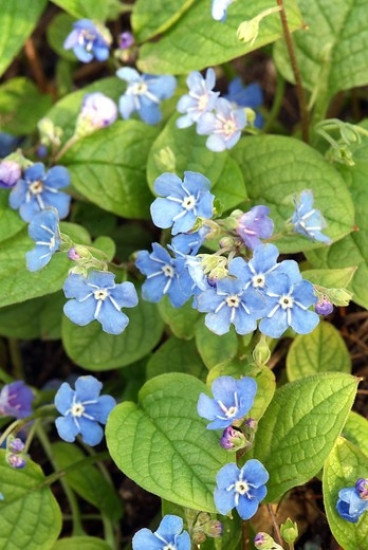 Omphalodes verna - Vroeg vergeet mij nietje - 