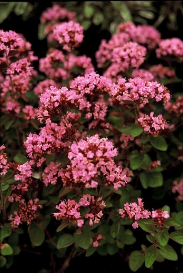 Origanum laevigatum “Herrenhausen” - Marjolein