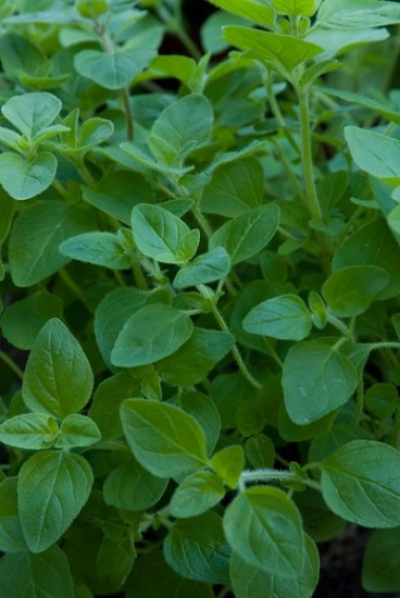 Origanum vulgare Compactum - Wilde marjolein - 